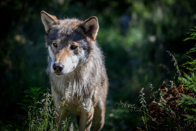 Wolf hunting in Norway remains a controversial issue.