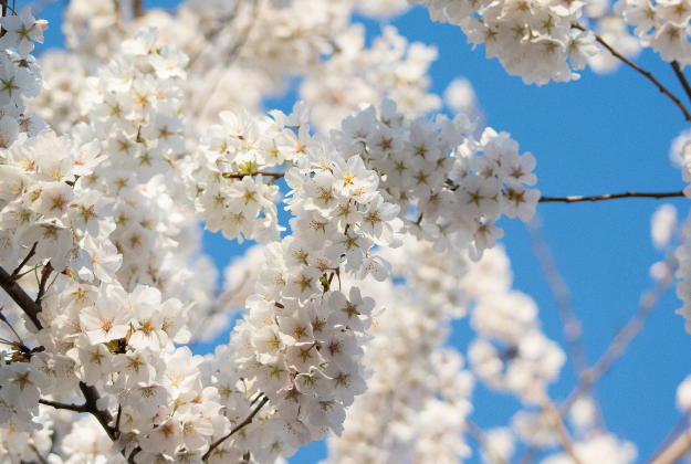 Cherry blossoms in bloom in Washington DC.