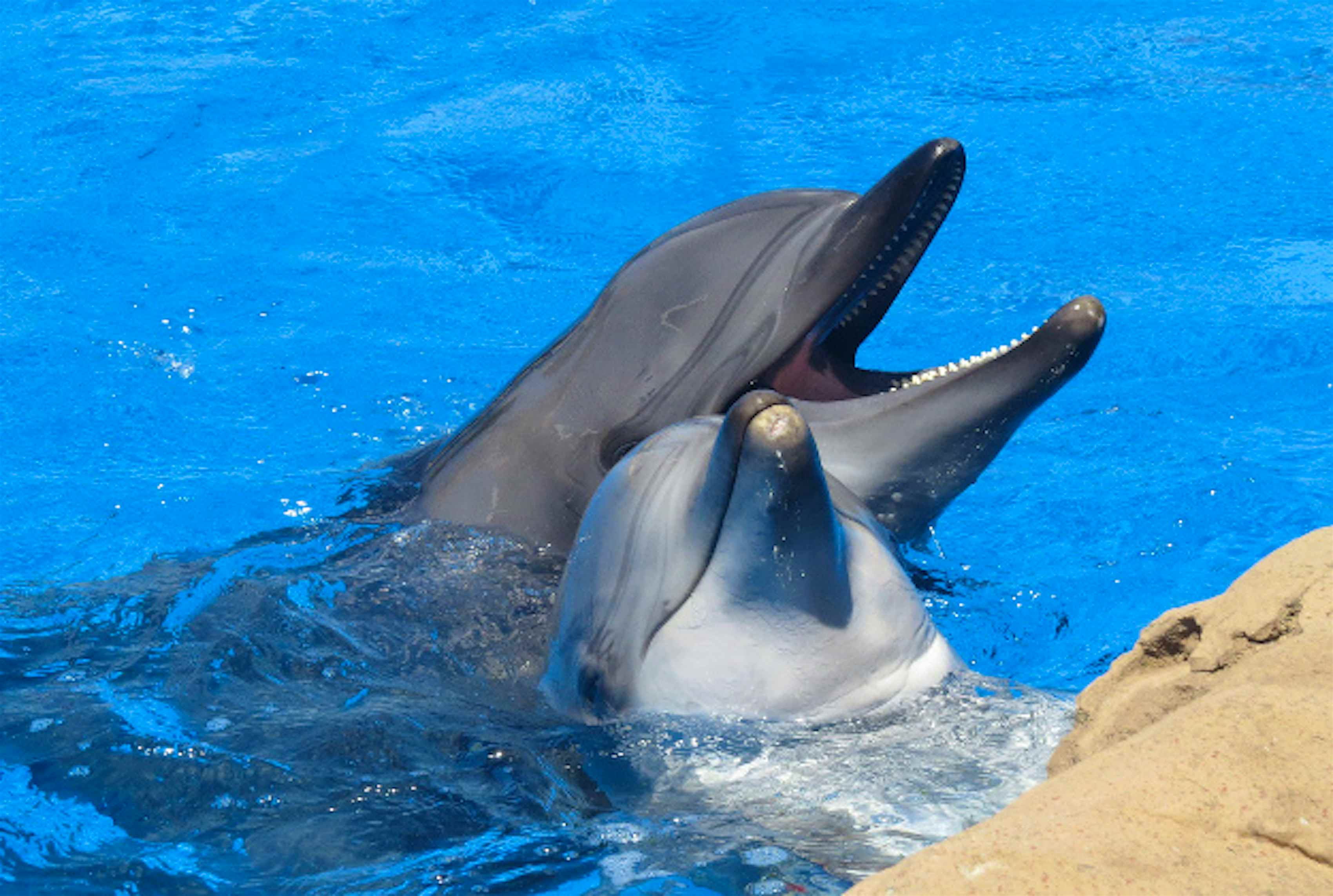 Общение дельфинов между собой. Дельфин-Афалина. Черноморская Афалина. Дельфины афалины. Дельфинята Черноморской афалины.