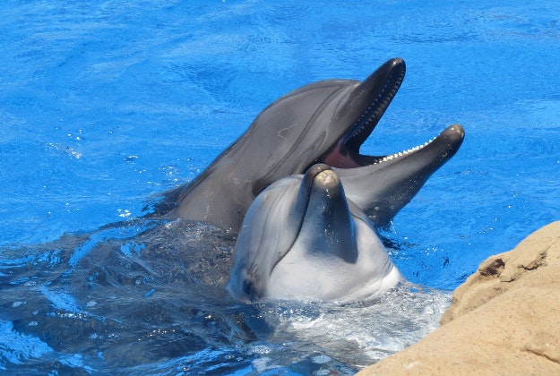 Dolphins like to use a substance which gives them the equivalent of a 'high', a new BBC series has found.