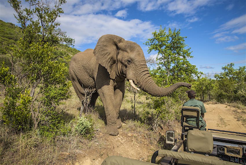 Travel News - elephants1 South African National Parks have suffered a spate of cancellations following the recent xenophobic attacks in the country