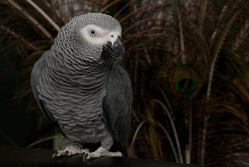 Travel News - greyparrot1 African Grey Parrot