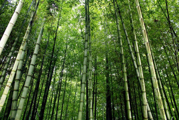 Over 200,000 bamboo plants went into making the world's largest maze.