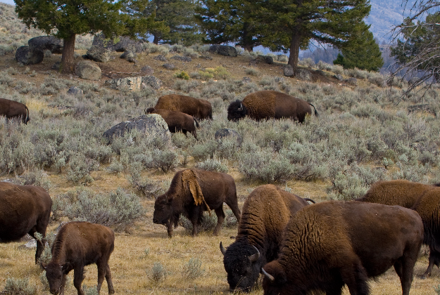 Bison grazing in Yellowstone National Park.
