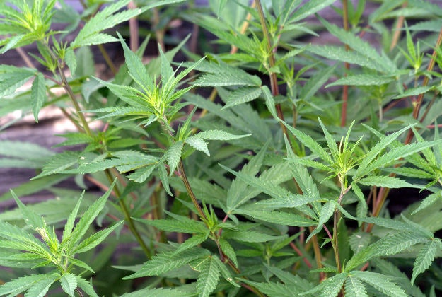 The cannabis plant.