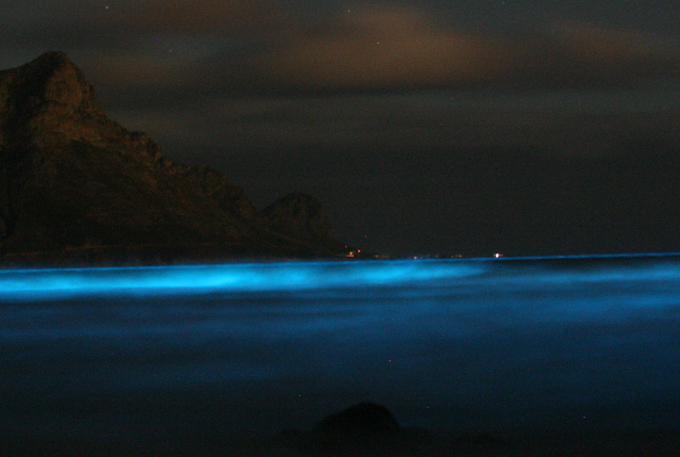Blue tide of dinoflagellates.