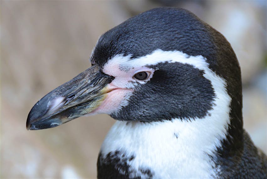 Travel News - Humboldt penguin A Humboldt penguin.