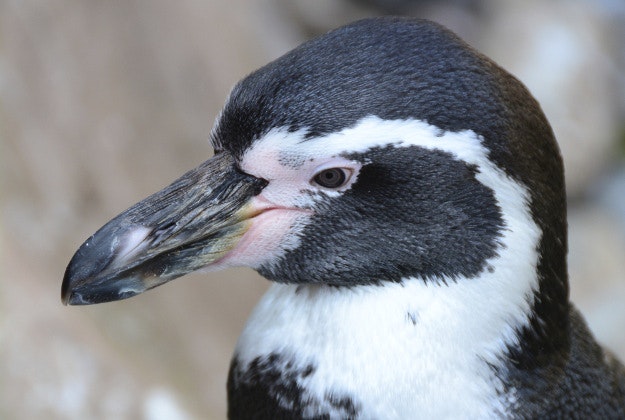 A Humboldt penguin.
