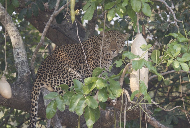 Hunting ban on lions and leopards lifted in Zambia.