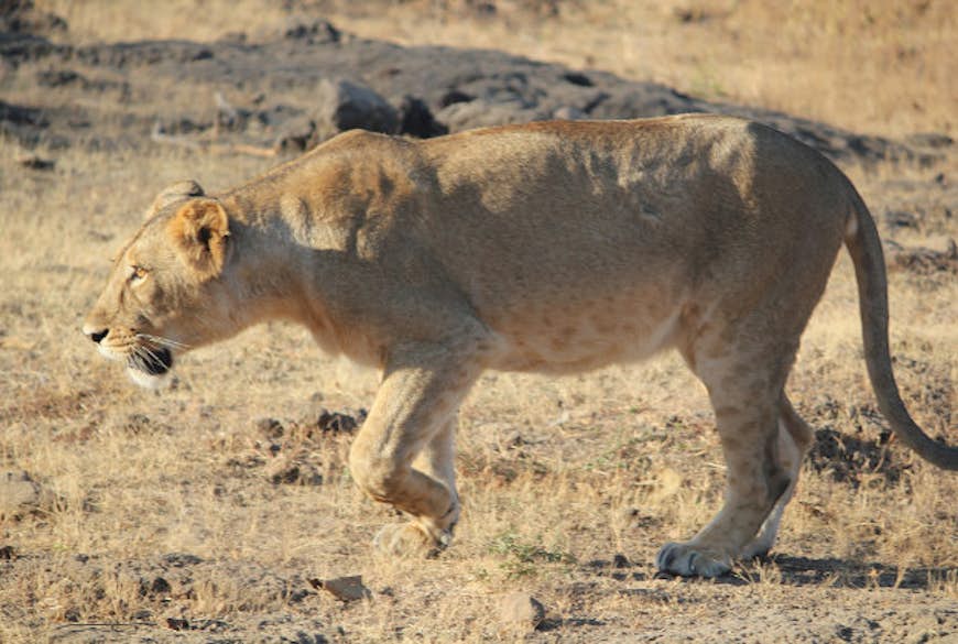 Asiatic lioness at the Sasan Gir wildlife sanctuary.