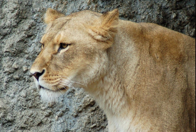 Lion shot after killing its zookeeper.