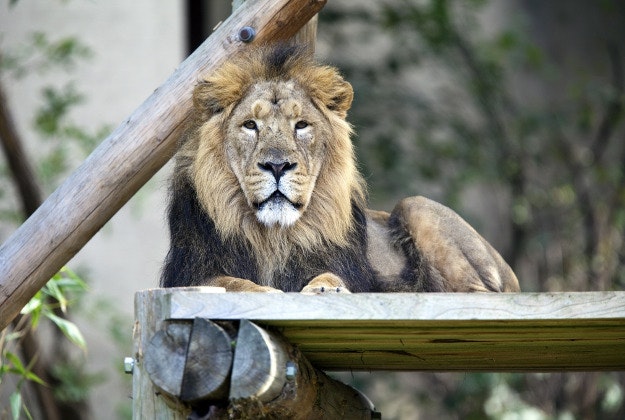 London Zoo's lion enclosure.