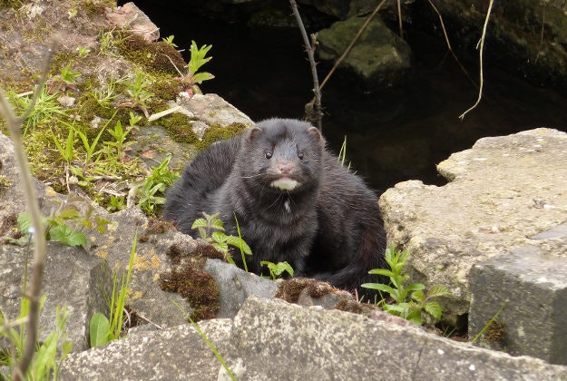Mink are commonly found on Norwegian fur farms.