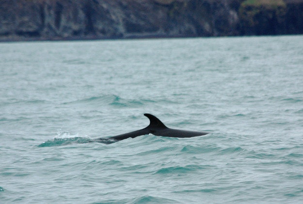 Minke whale off the coast of Iceland.