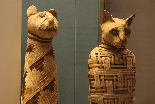 Egyptian animal mummies on display at the British Museum.