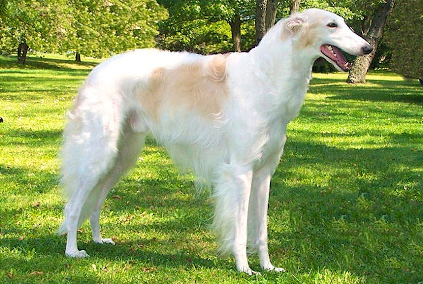 Travel News - Russian wolfhound The Russian wolfhound was the hunting dog of choice.