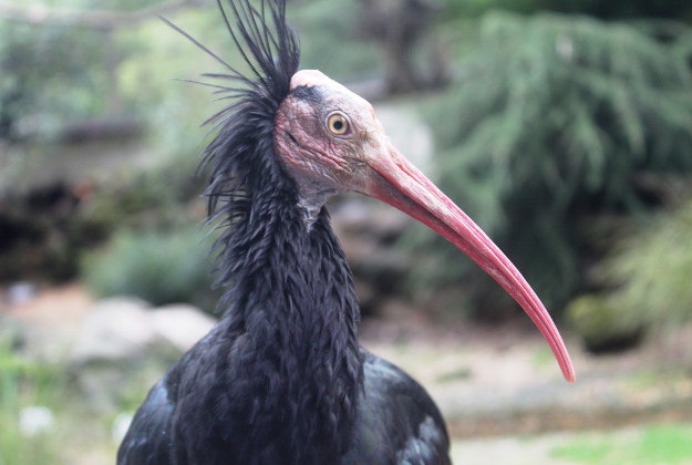 A bald ibis.