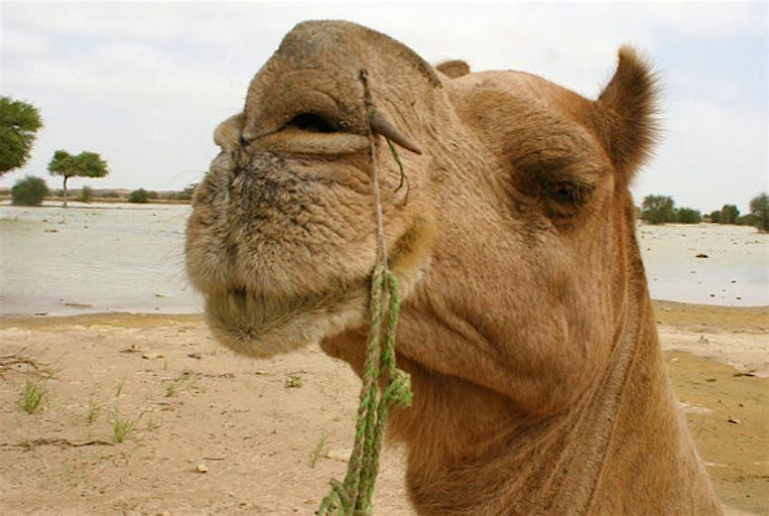 Travel News - camel Caught on film: Dubai man in hot pursuit of escaped camel.