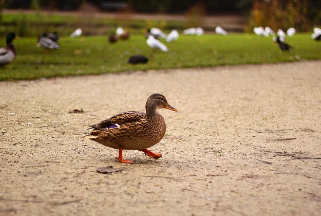 Keep out of the duck lanes coming to Britain's canals.