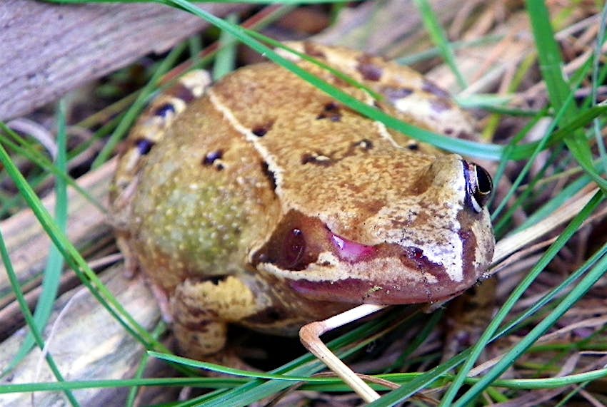 Bafflement As Toads Go Blind On Brazilian Island Lonely Planet Bafflement As Toads Go Blind On Brazilian Island Lonely Planet