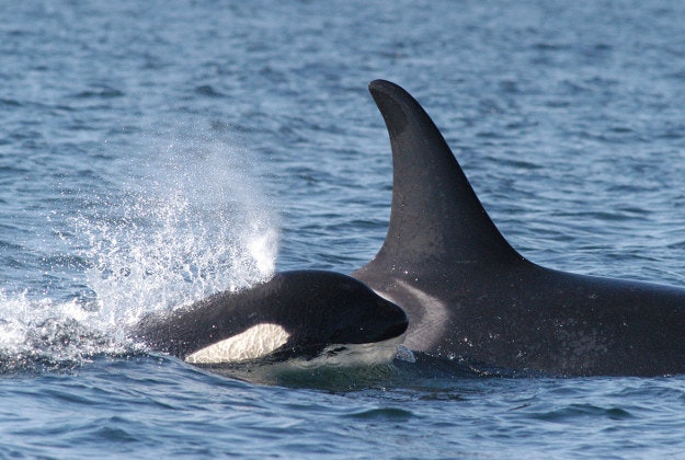 A killer whale and her calf.