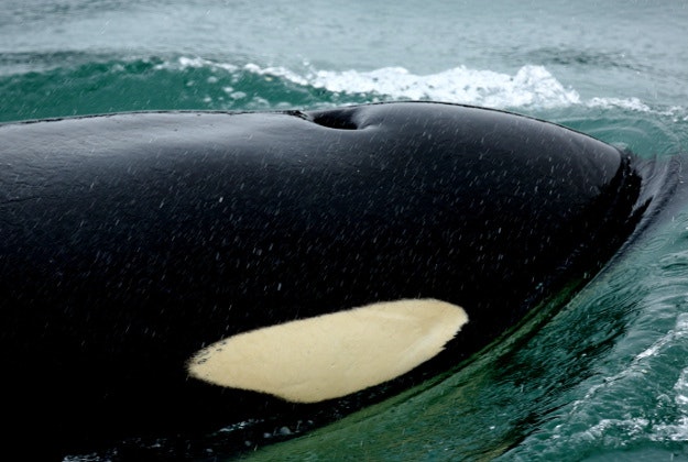Orca whale close up.