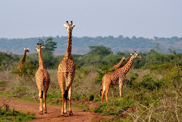 Giraffes in the Akagera National Park. Rwanda.