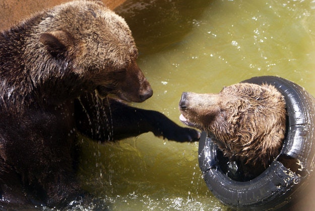 Two bears taking a dip at Lisbon Zoo.