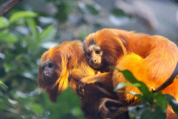 Two lion monkeys at Copenhagen Zoo.