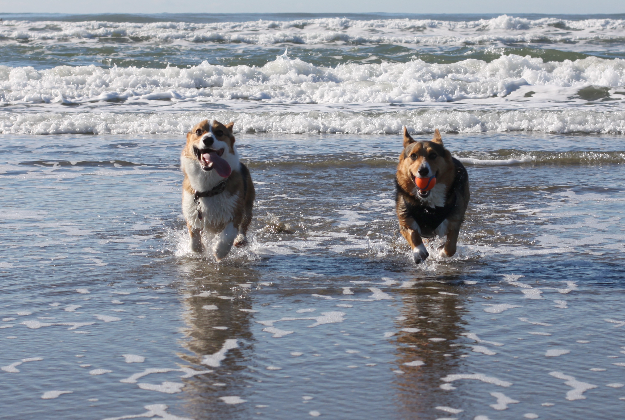 Welsh corgis enjoy the beach.