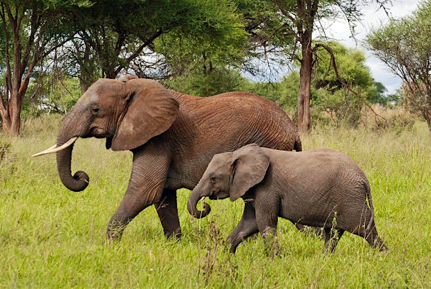 Travel News - Elephant An African bush elephant and calf in Tanzania.