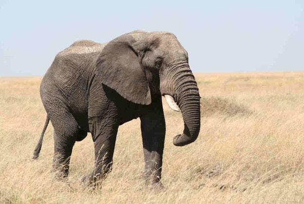 An elephant roams the Serengeti National Park, Tanzania.