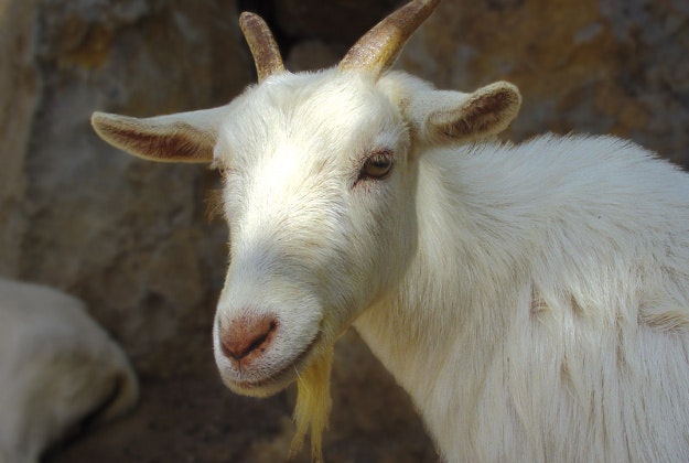 Goat beauty contest crowns winner in Lithuania.