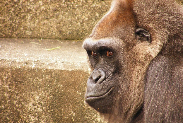 A gorilla in Nagoya zoo.