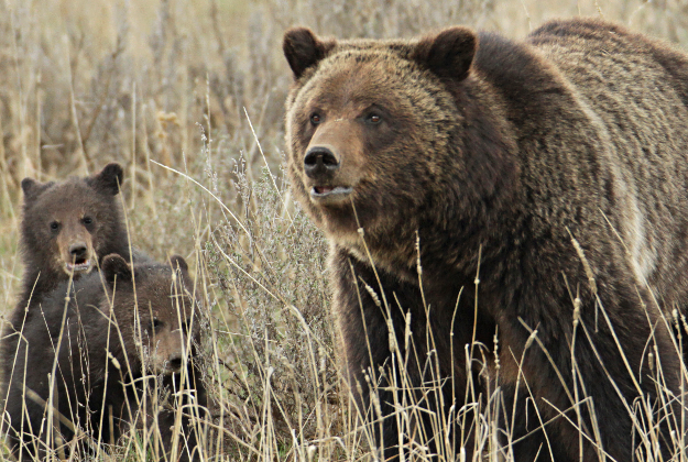 Grizzly bears at Yellowstone National Park.