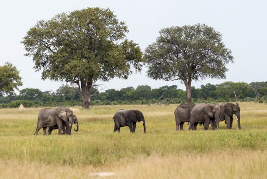 Elephants in the Hwange National Park.