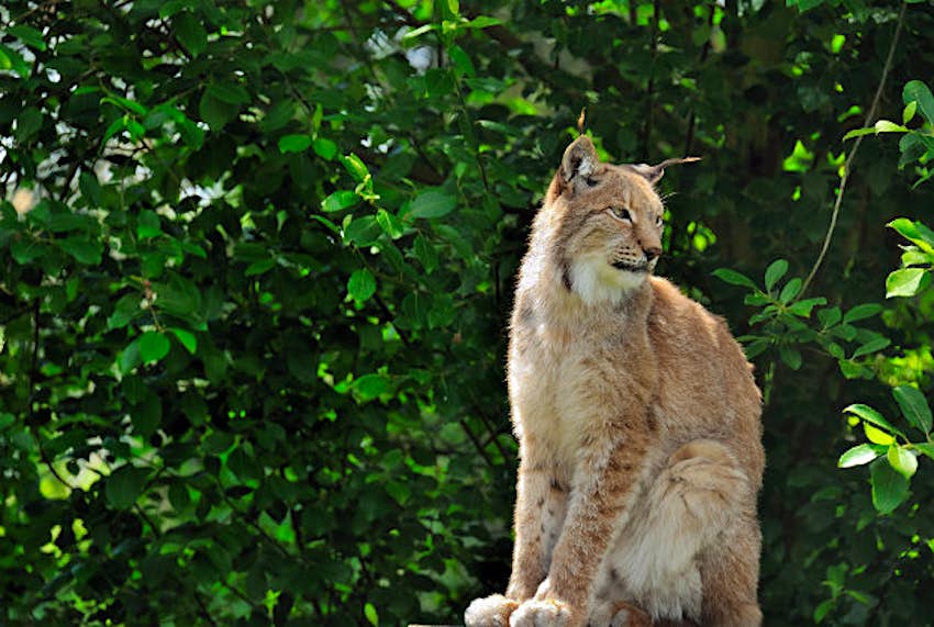 Travel News - Iberian lynx An Iberian lynx.