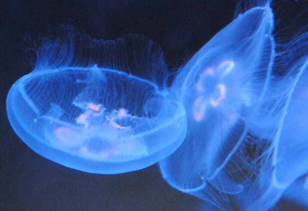 Jellyfish stings should be reports and treated with sea rather than fresh water.