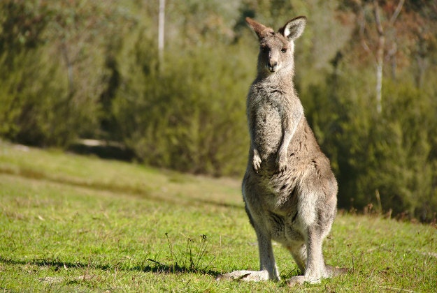 Kangaroos are discovered to be left handed.