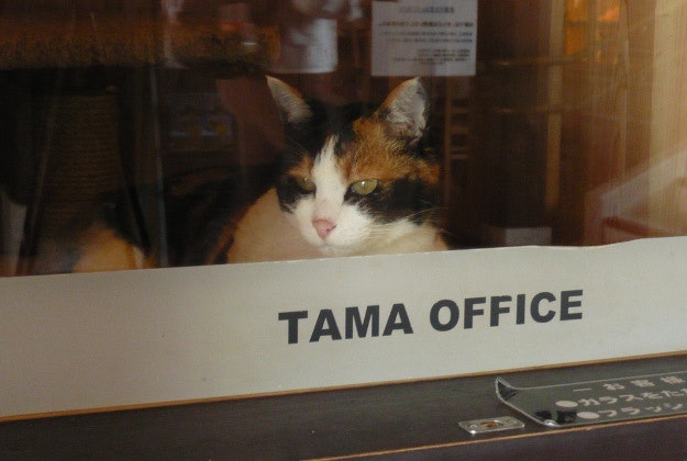 Tama the eternal stationmaster at Kishi station.
