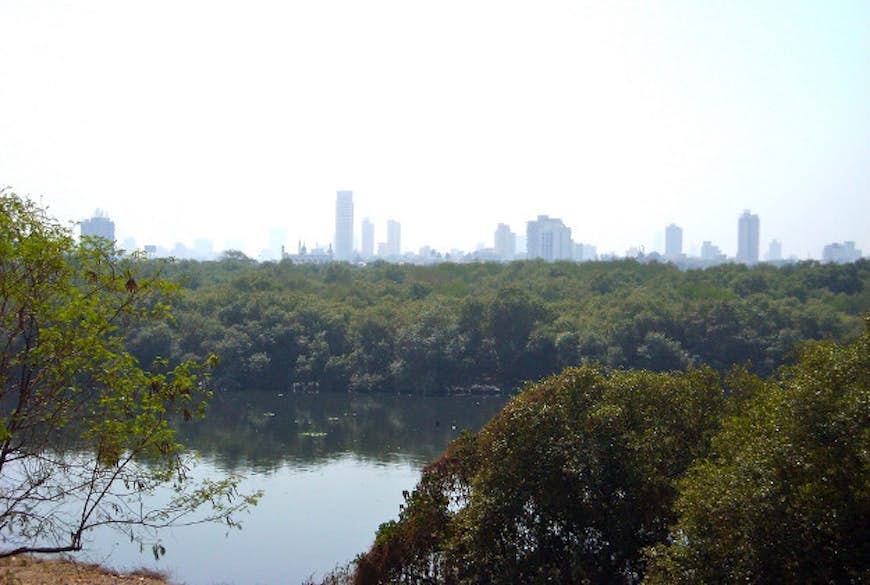 Mangroves on the outskirts of Mumbai.