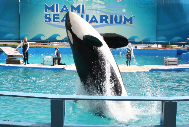 Miami Seaquarium.