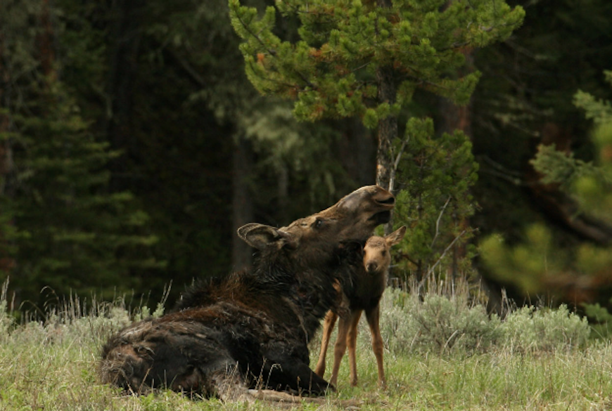 A luckier moose with her calf.
