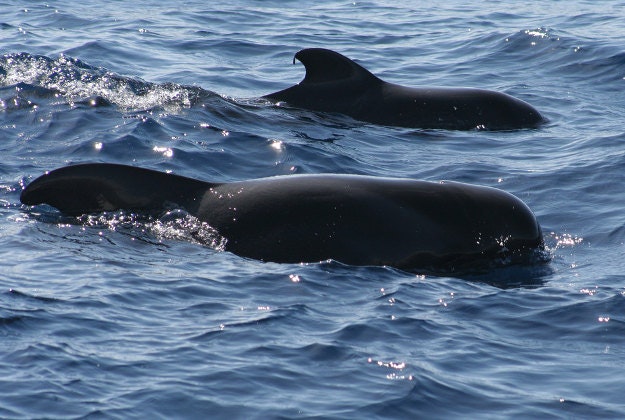 Pilot whales swimming side by side.