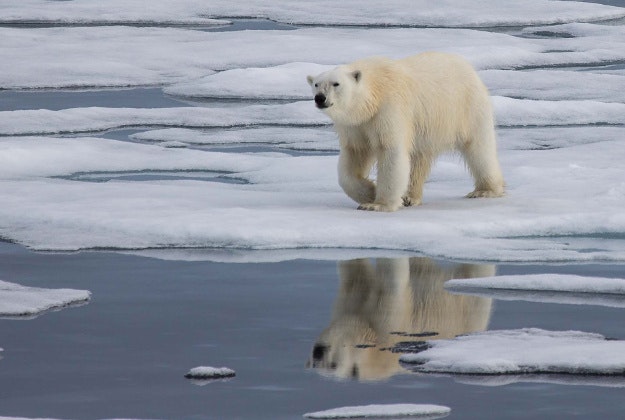 A polar bear roaming Svalbard.