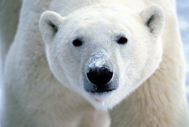 A North Iceland campsite was evacuated after a Spanish tourist reported a polar bear.