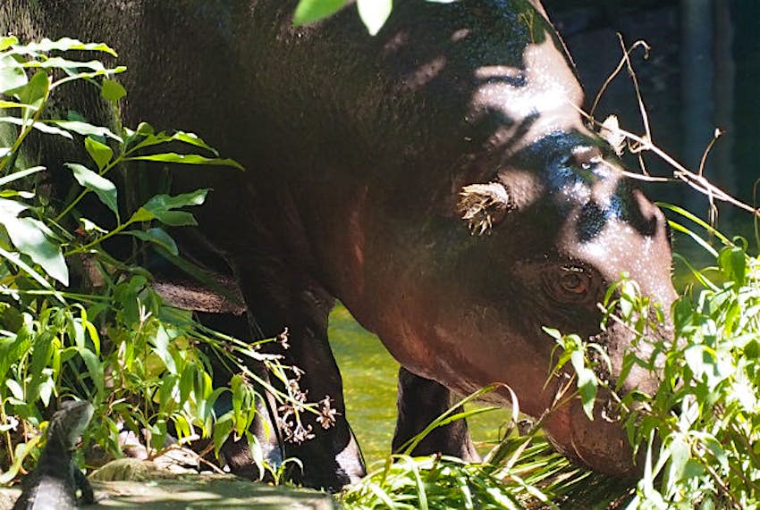 Travel News - Pygmy hippo Pygmy hippo at Melbourne zoo.