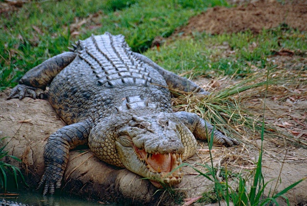 A saltwater crocodile.