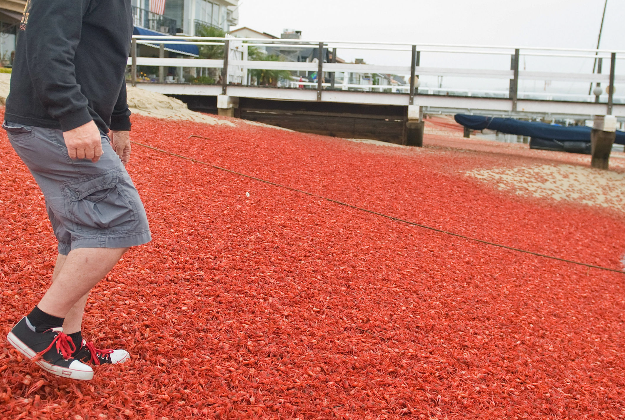 A man steps gingerly through a blanket of crustaceans on Balboa Island in Newport Beach, California.