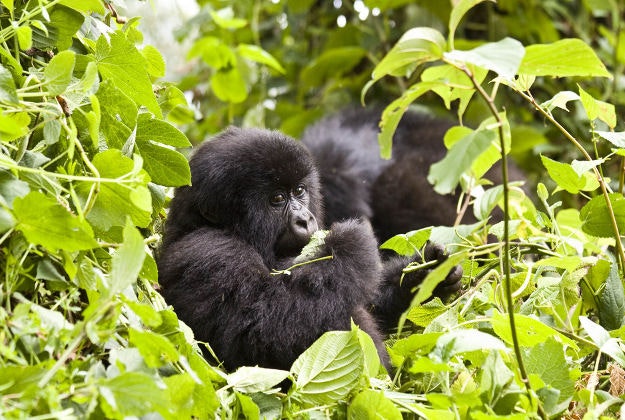 A Ugandan gorilla.